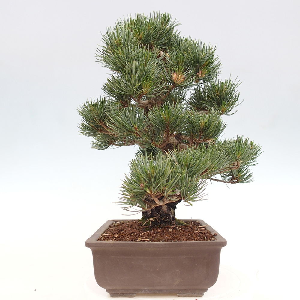 Vonkajšie bonsaje - Pinus parviflora - Pinus parviflora