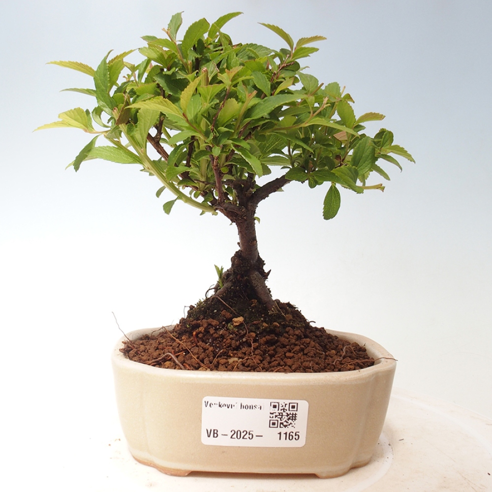 Vonkajší bonsai -malolistý tavoľník - Spirea japonica GENPSI