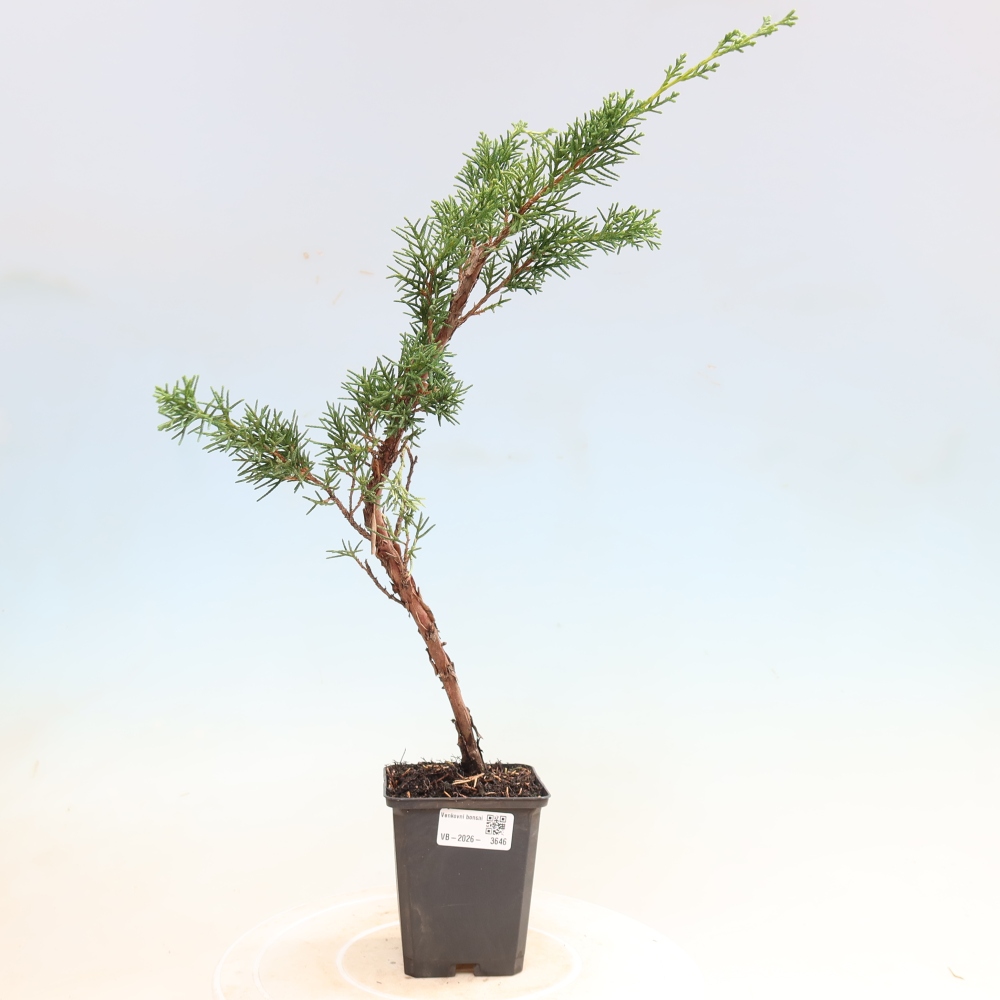 Vonkajší bonsaj - Juniperus chinensis Kishu