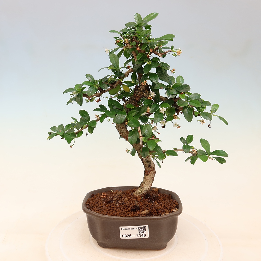 Izbové bonsaje - Carmona macrophylla - Tea fuki