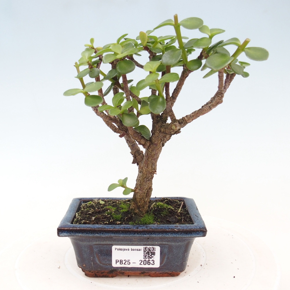 Izbová bonsai - Portulakaria Afra - Tlustice