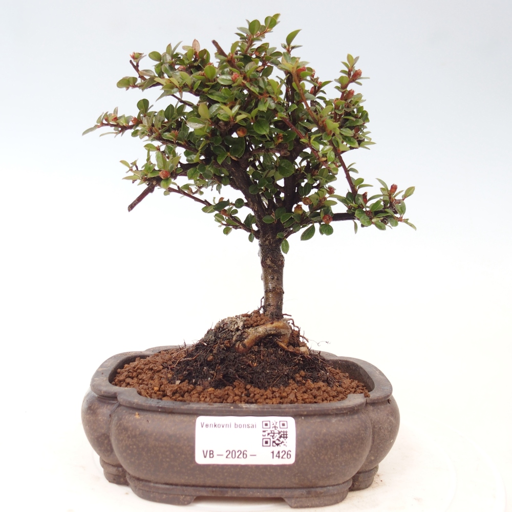 Vonkajšie bonsaje - Cotoneaster horizontalis - Skalnaté hory