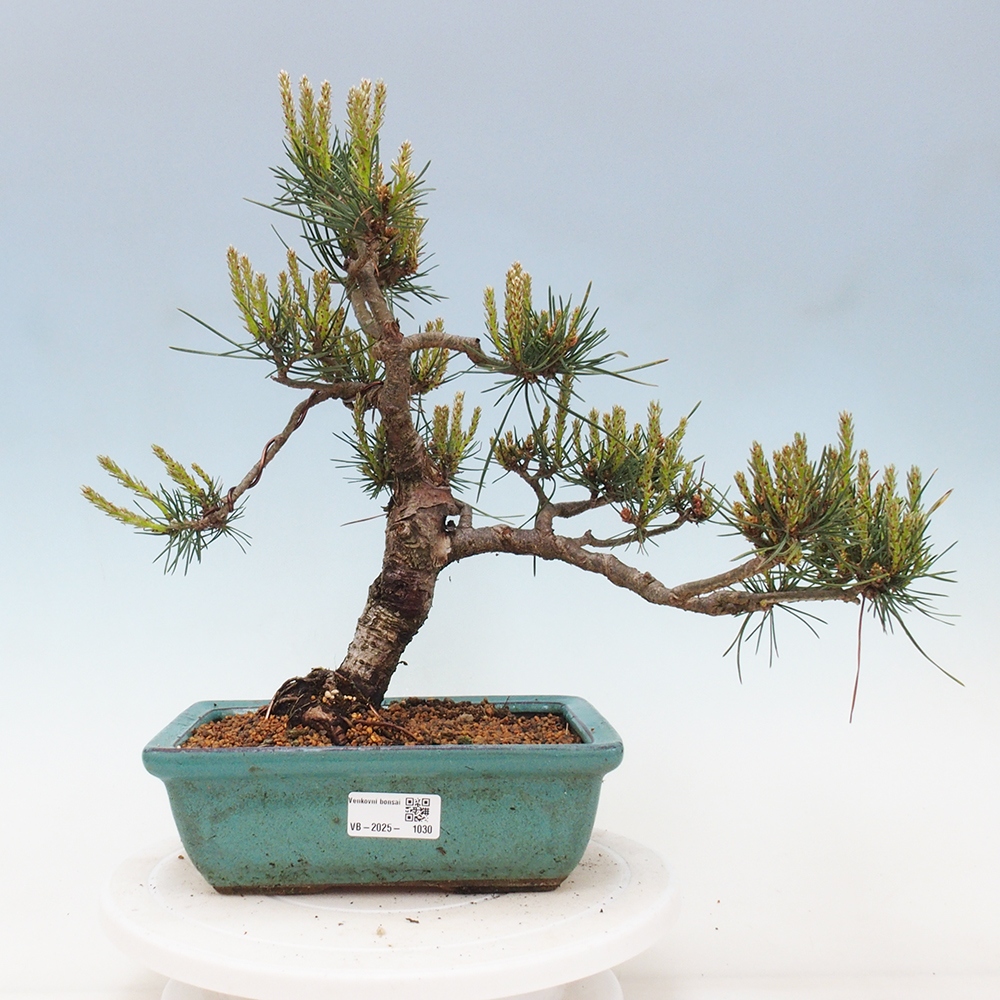 Vonkajšie bonsai - Pinus Sylvestris - Borovica lesná