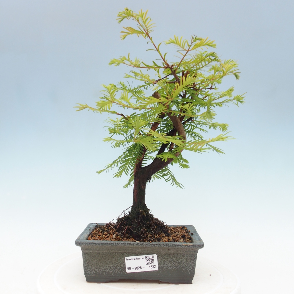Vonkajšie bonsai - Metasequoia glyptostroboides - Metasekvoja Čínska