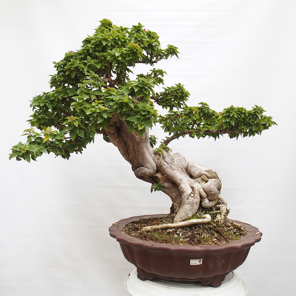 Izbová bonsai - Bouganwilea