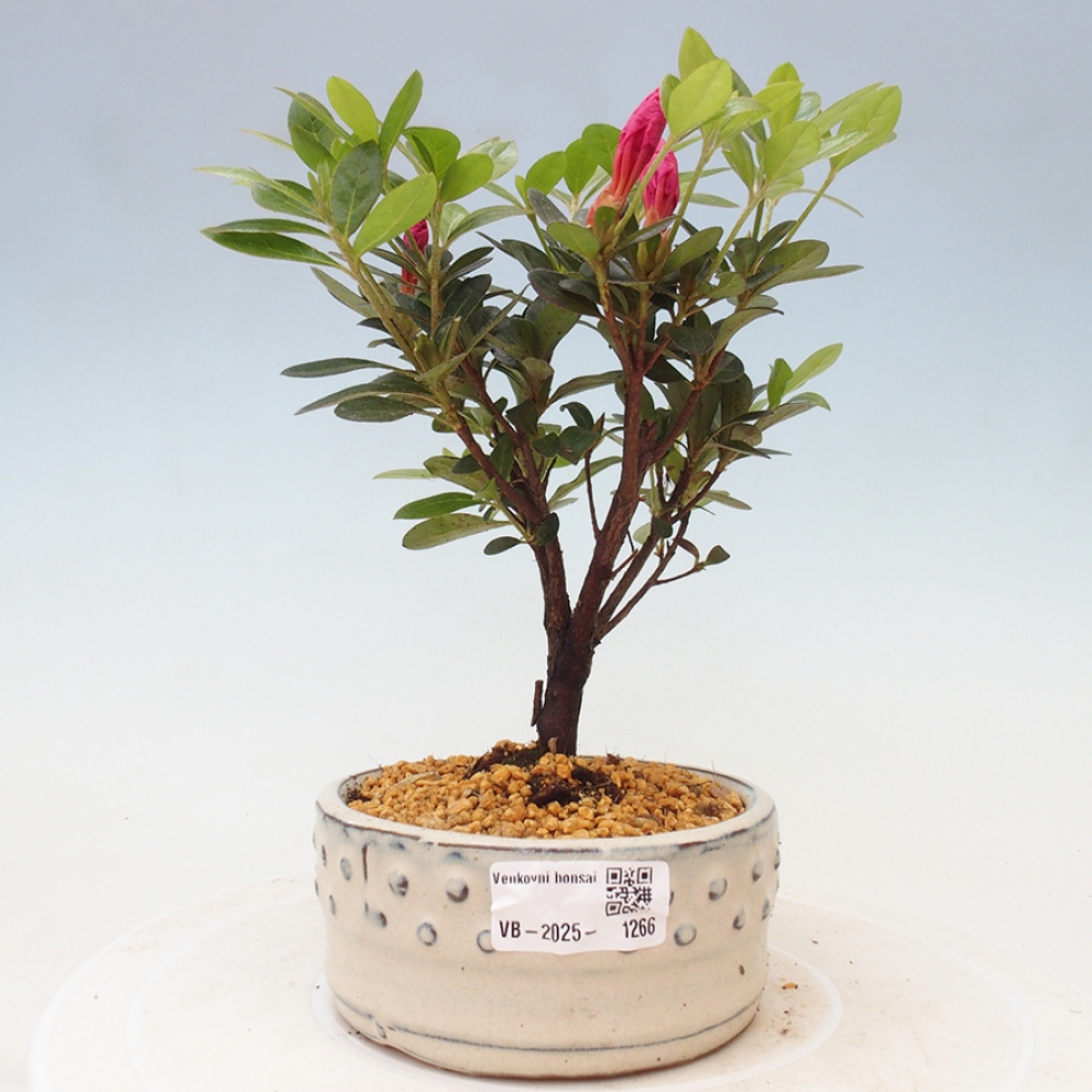 Vonkajší bonsai - Japonská azalka - Azalea sp.