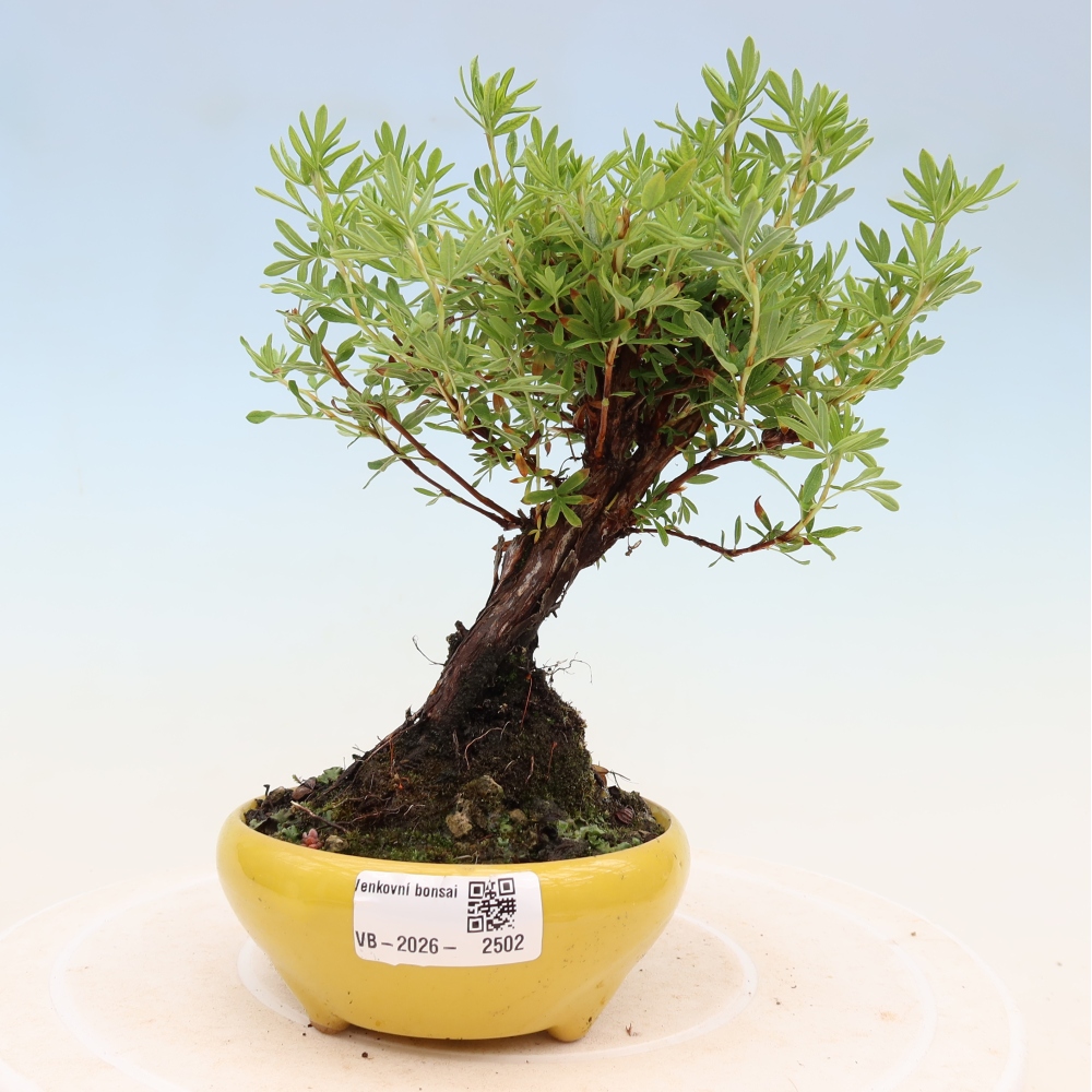 Vonkajšie bonsaje - Potentila fruticosa