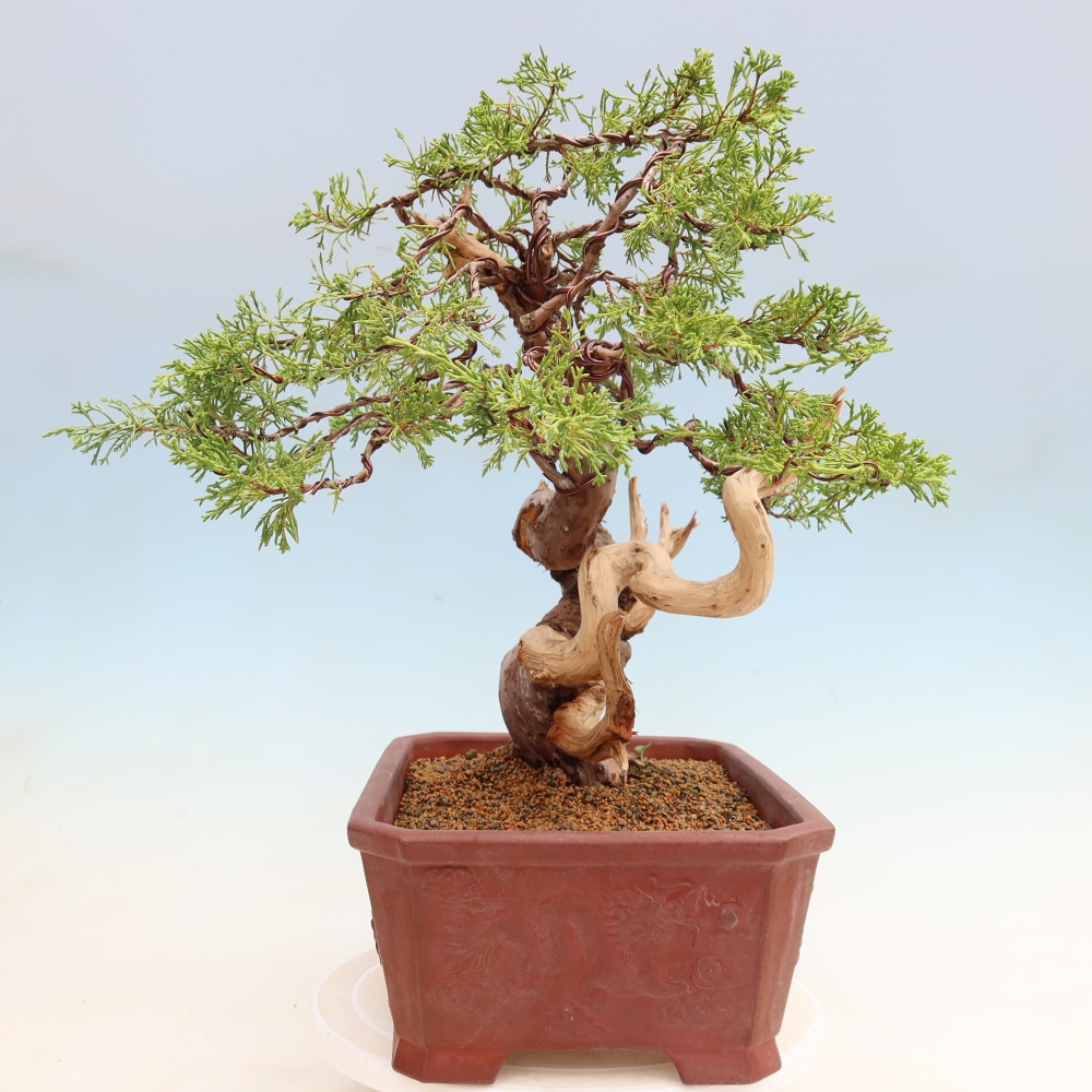 Vonkajší bonsai – Juniperus chinensis Itoigawa – čínsky jalovec