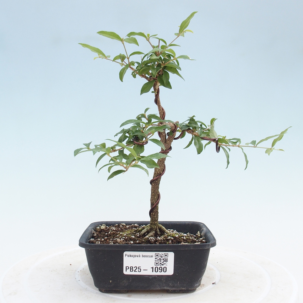 Izbová bonsai - Malpighia coccigera- Barbdorská čerešňa
