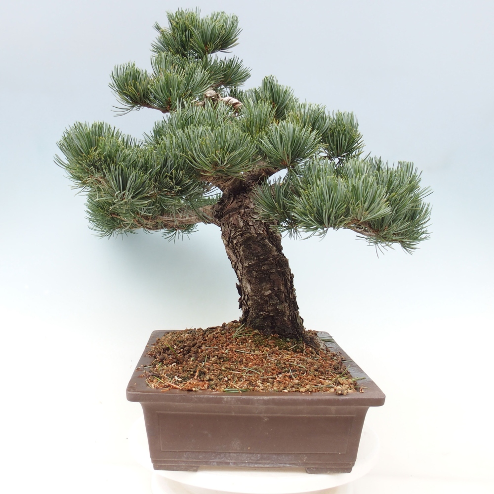 Vonkajšie bonsai - Pinus parviflora - Borovica drobnokvetá