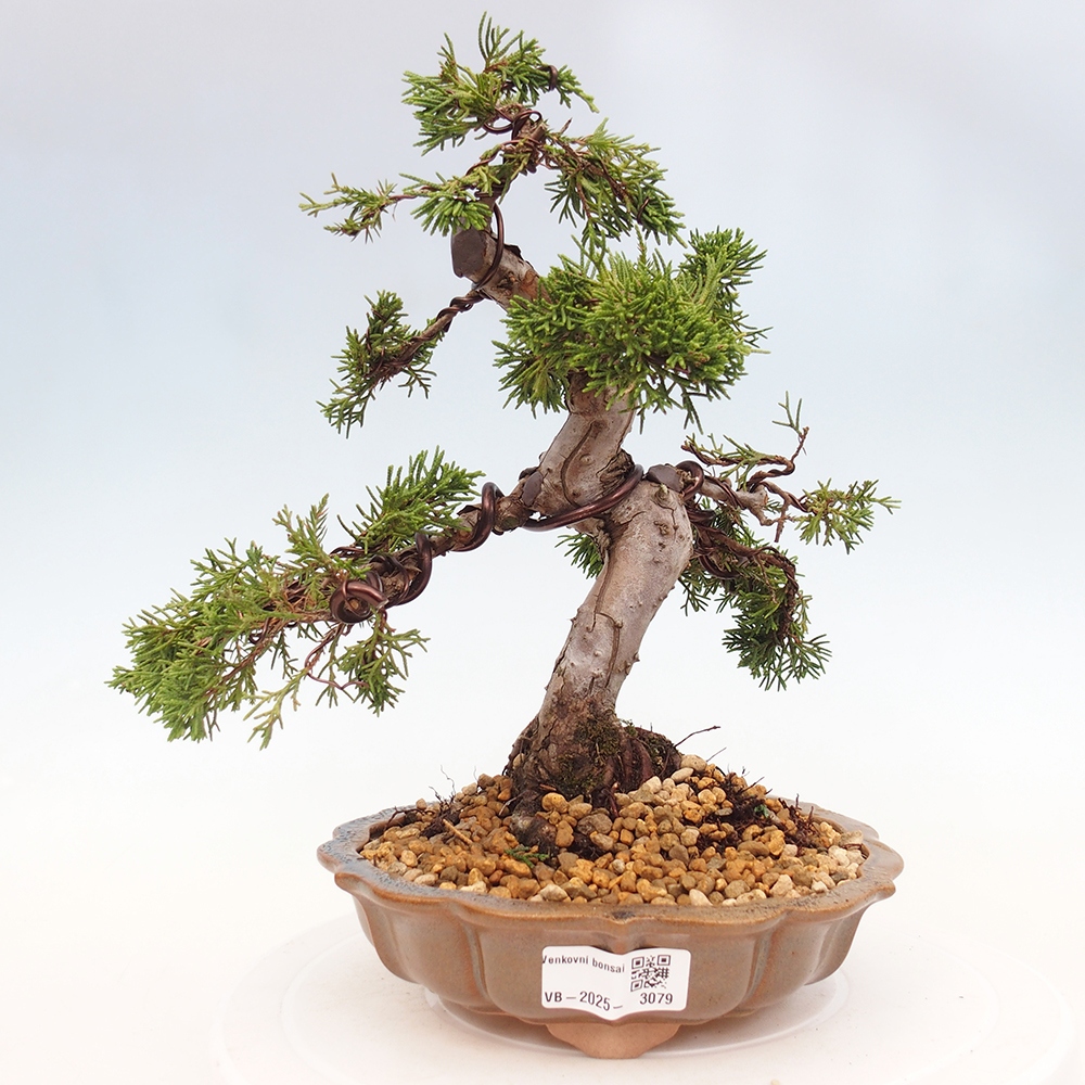 Vonkajší bonsai - Juniperus chinensis Itoigawa -Jalovec čínsky