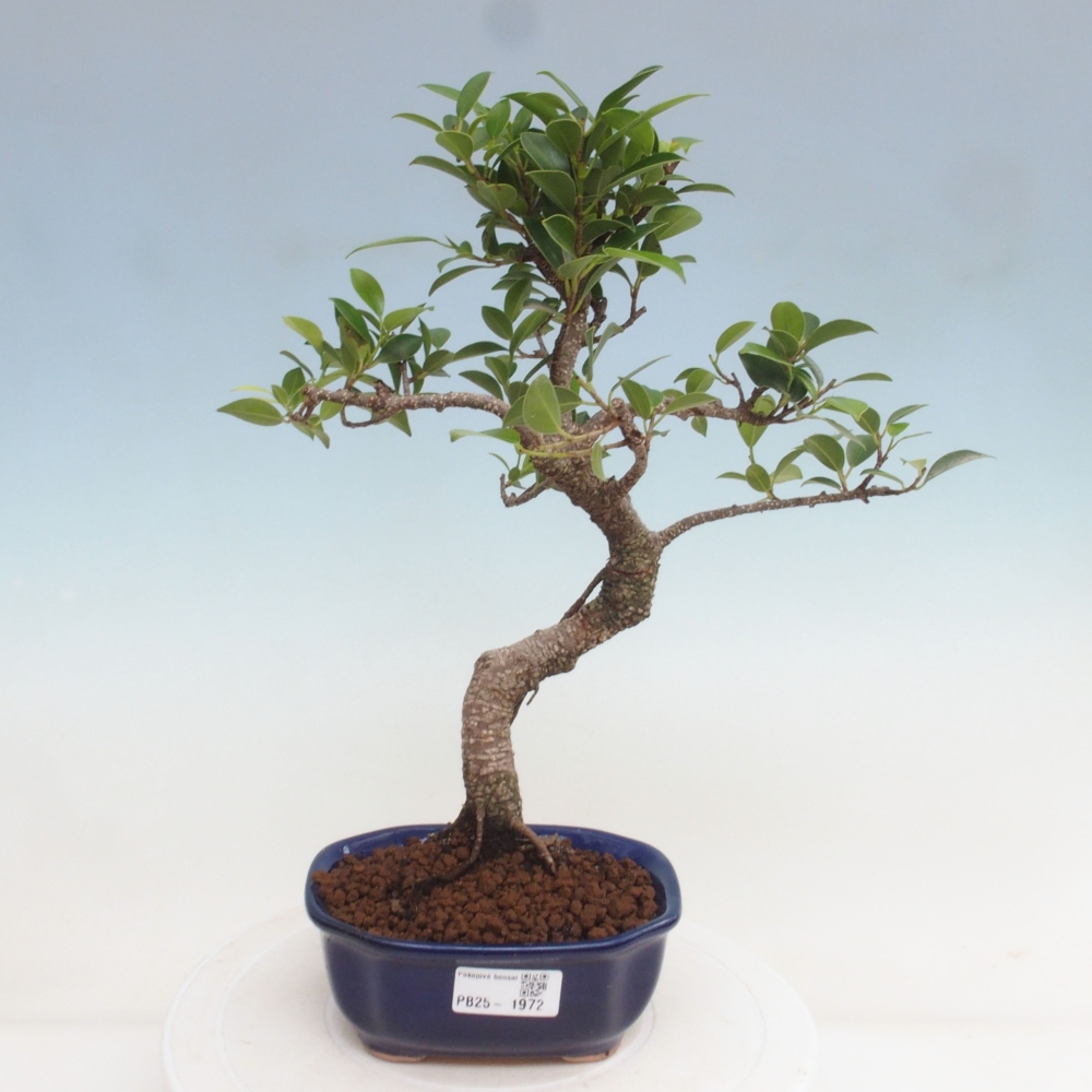 Izbová bonsai - Ficus retusa - malolistá fikus