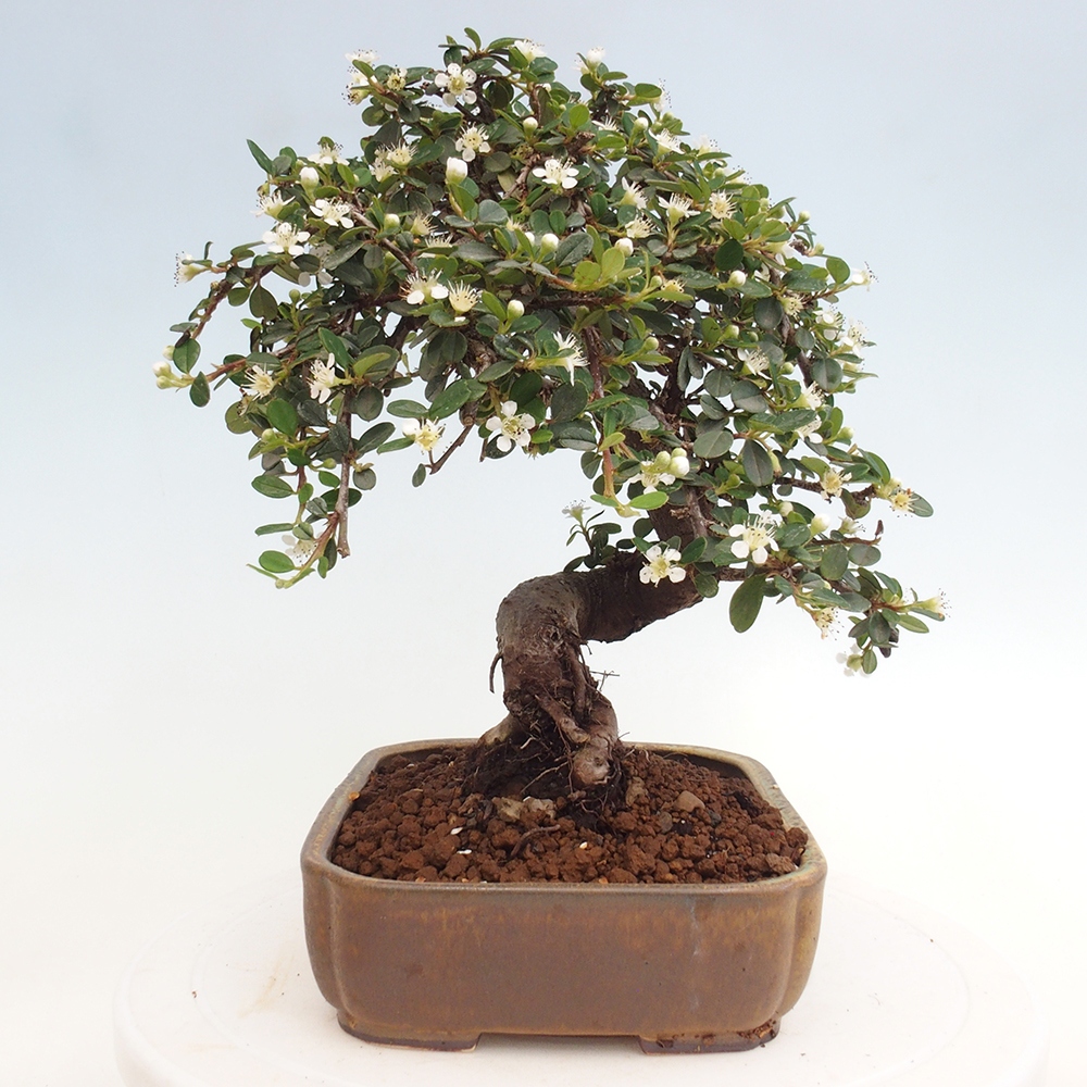 Vonkajší bonsai-Cotoneaster dammeri - Skalník Damerov