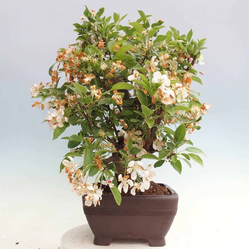 Vonkajší bonsai -Malus halliana - Maloplodá jabloň