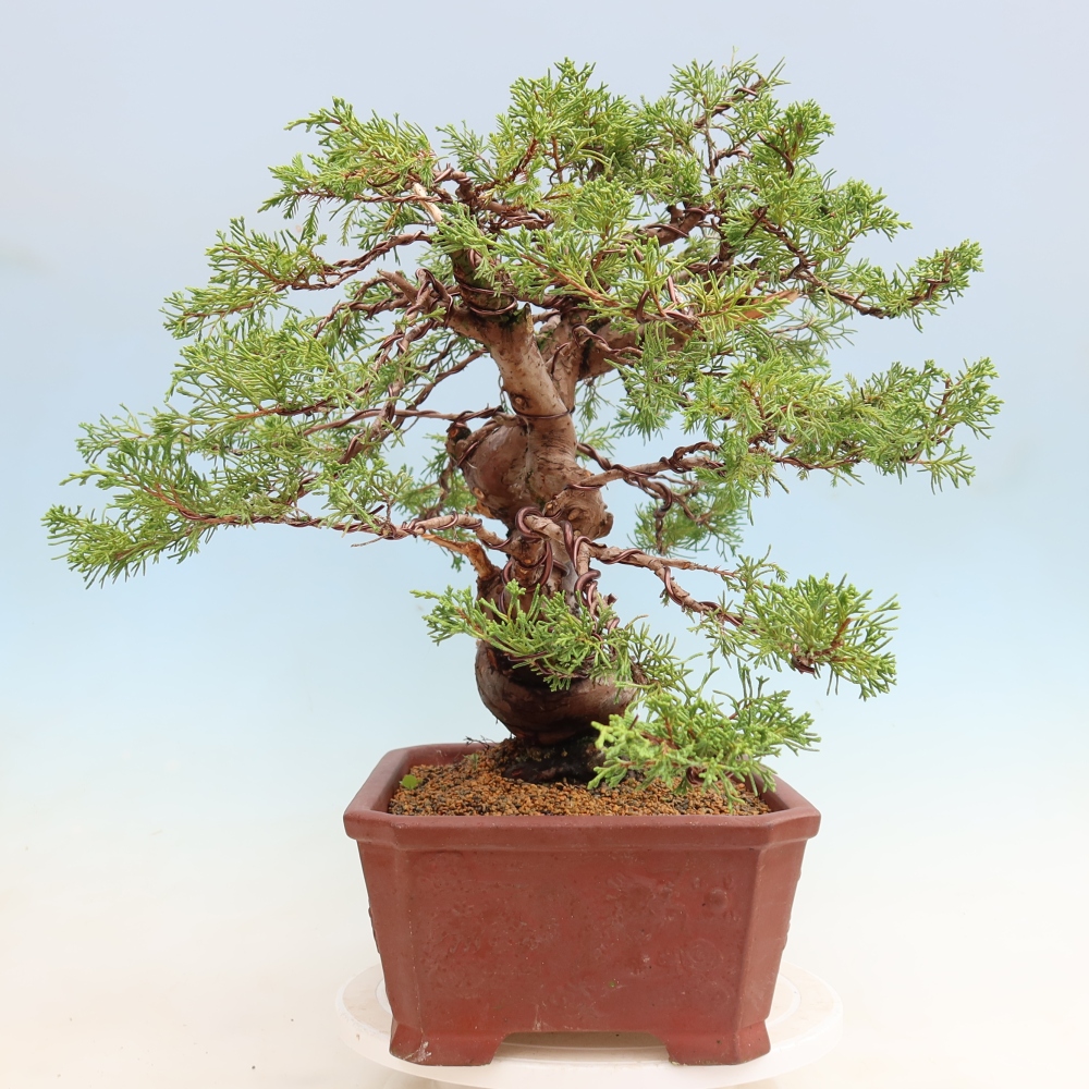 Vonkajší bonsai – Juniperus chinensis Itoigawa – čínsky jalovec
