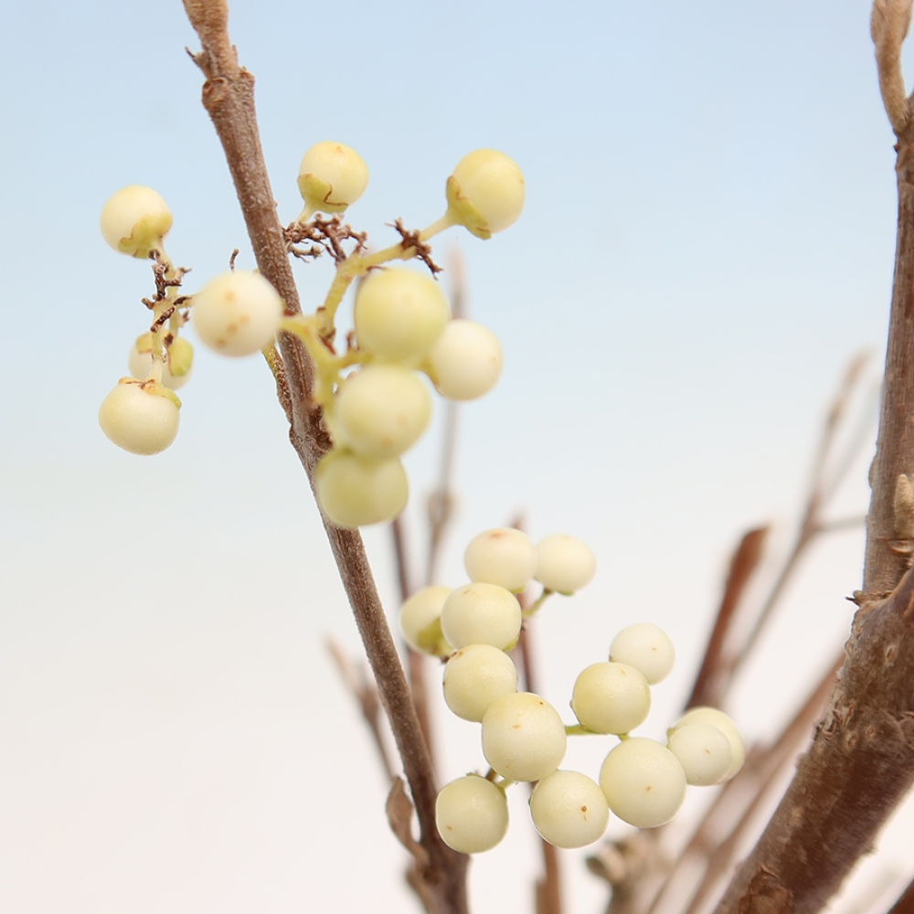 Vonkajší bonsai – Callicarpa bodinieri Snowqueen – krásnoplodka