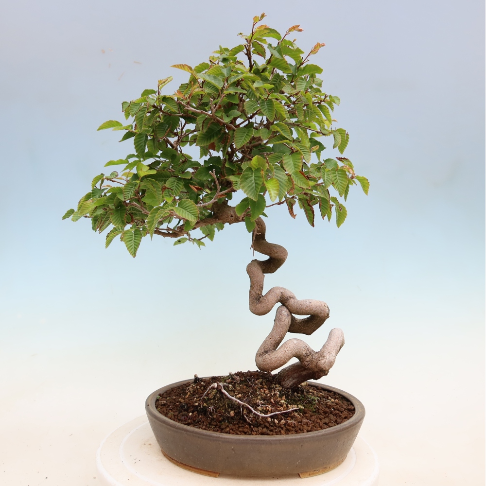 Vonkajší bonsaj -Carpinus coreana - Hrab kórejský