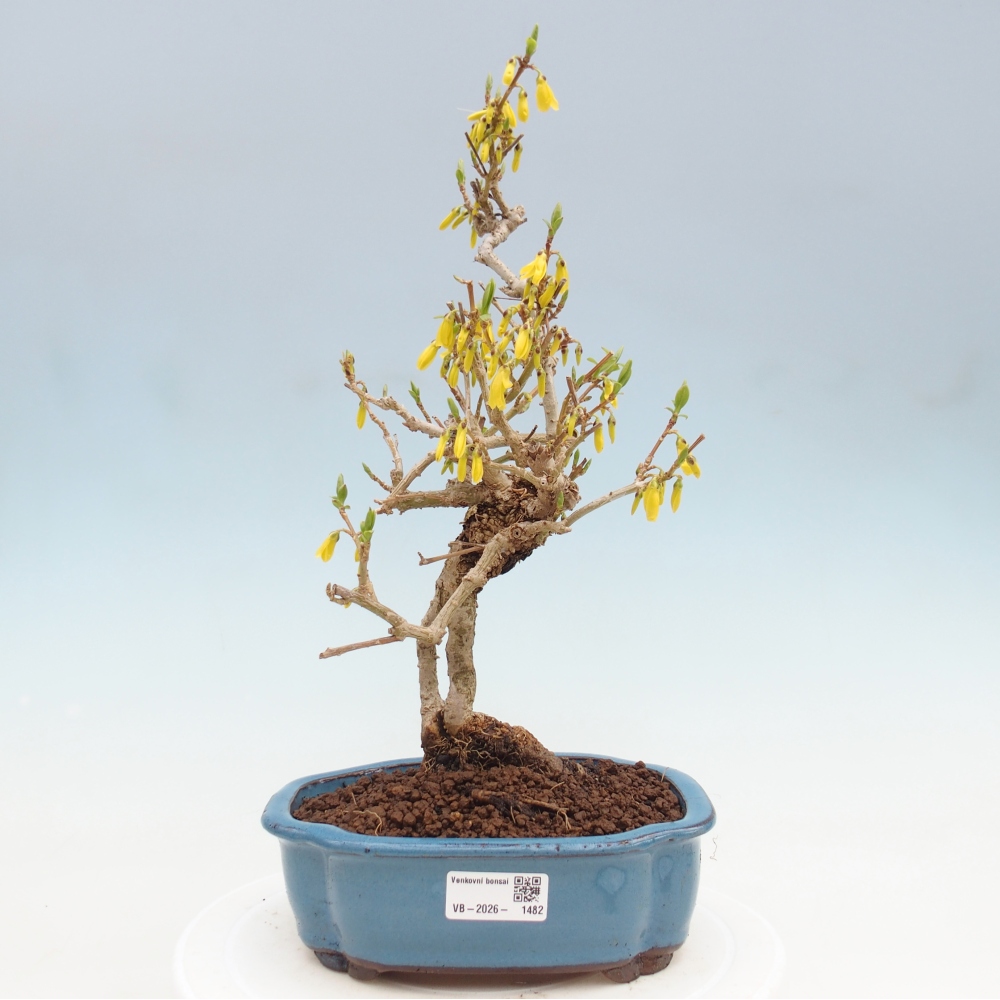 Vonkajšie bonsaje - Zlatice - Forsythia koreana