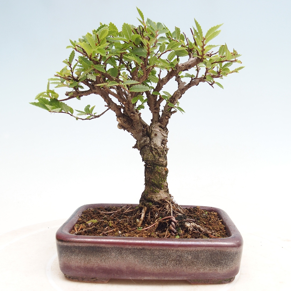 Vonkajšie bonsai - Zelkova - Zelkova Nirom