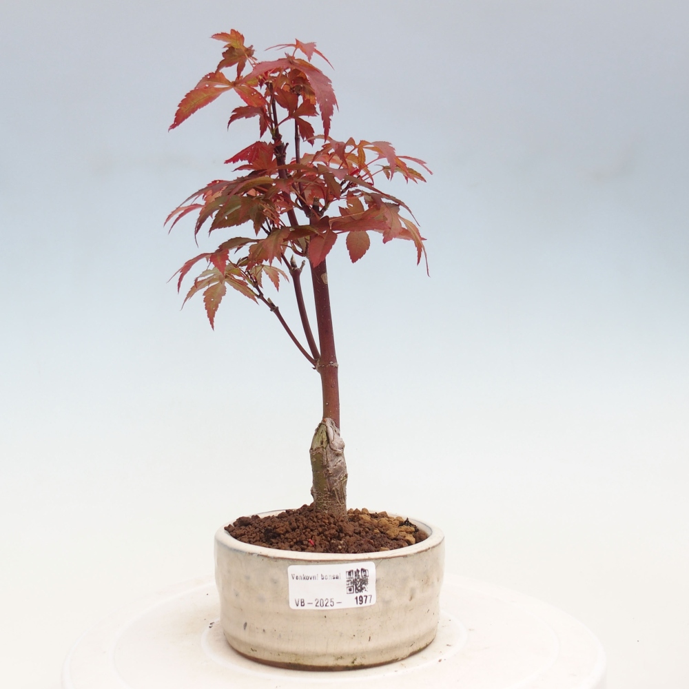 Vonkajší bonsai - Acer palm. Atropurpureum-Javor dlanitolistý