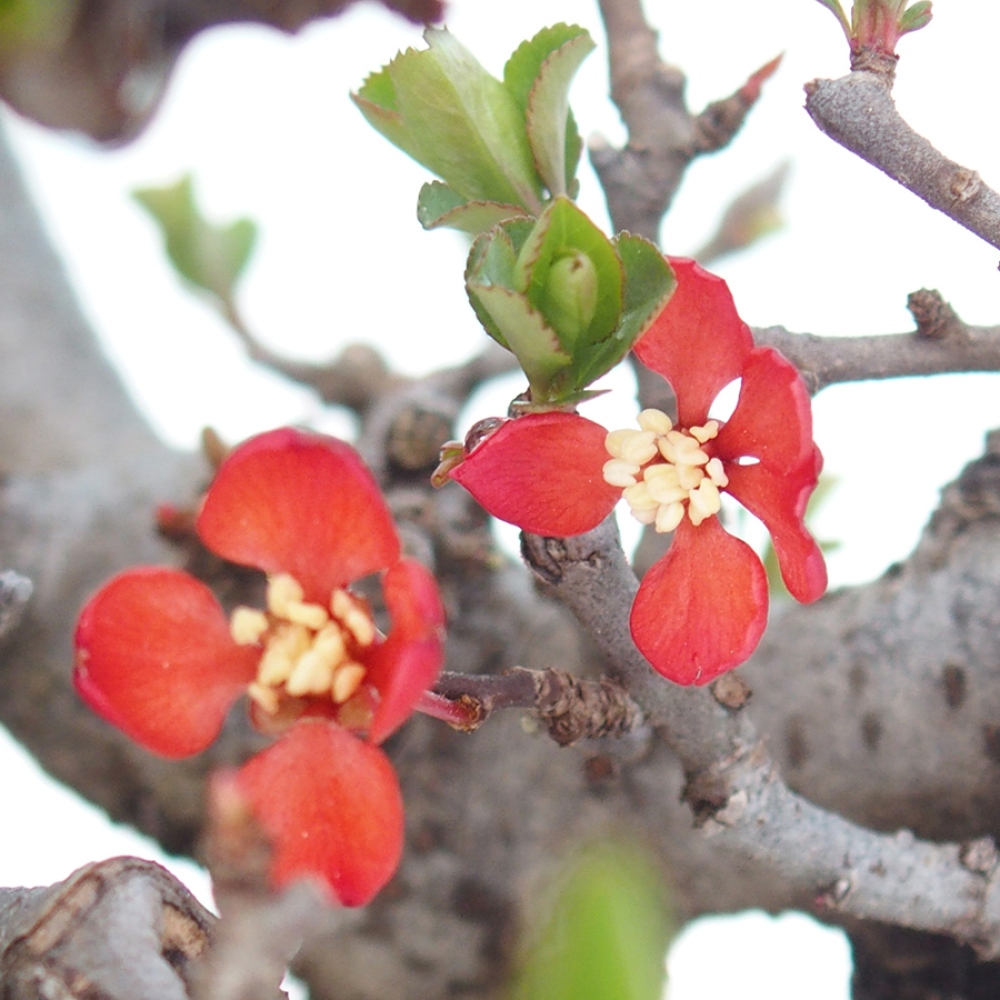 Vonkajšie bonsaje - Chaneomeles speciosa - Kdoule