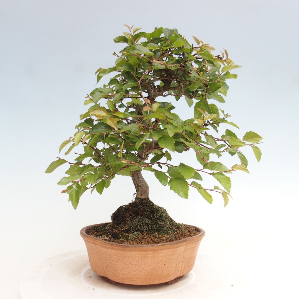 Vonkajší bonsai -Carpinus CARPINOIDES - Hrab kórejský