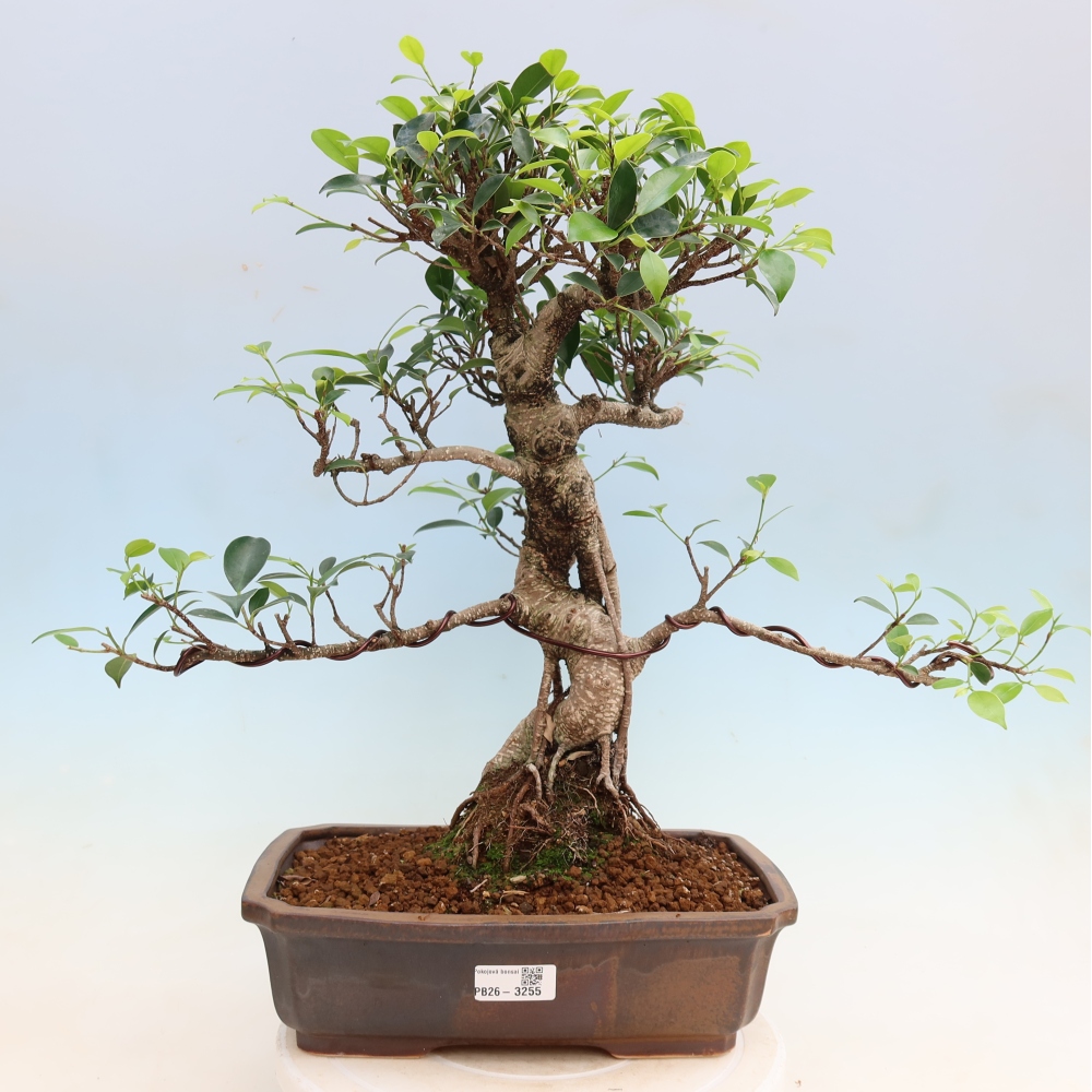 Izbové bonsaje - Ficus kimmen - drobnolistý fikus