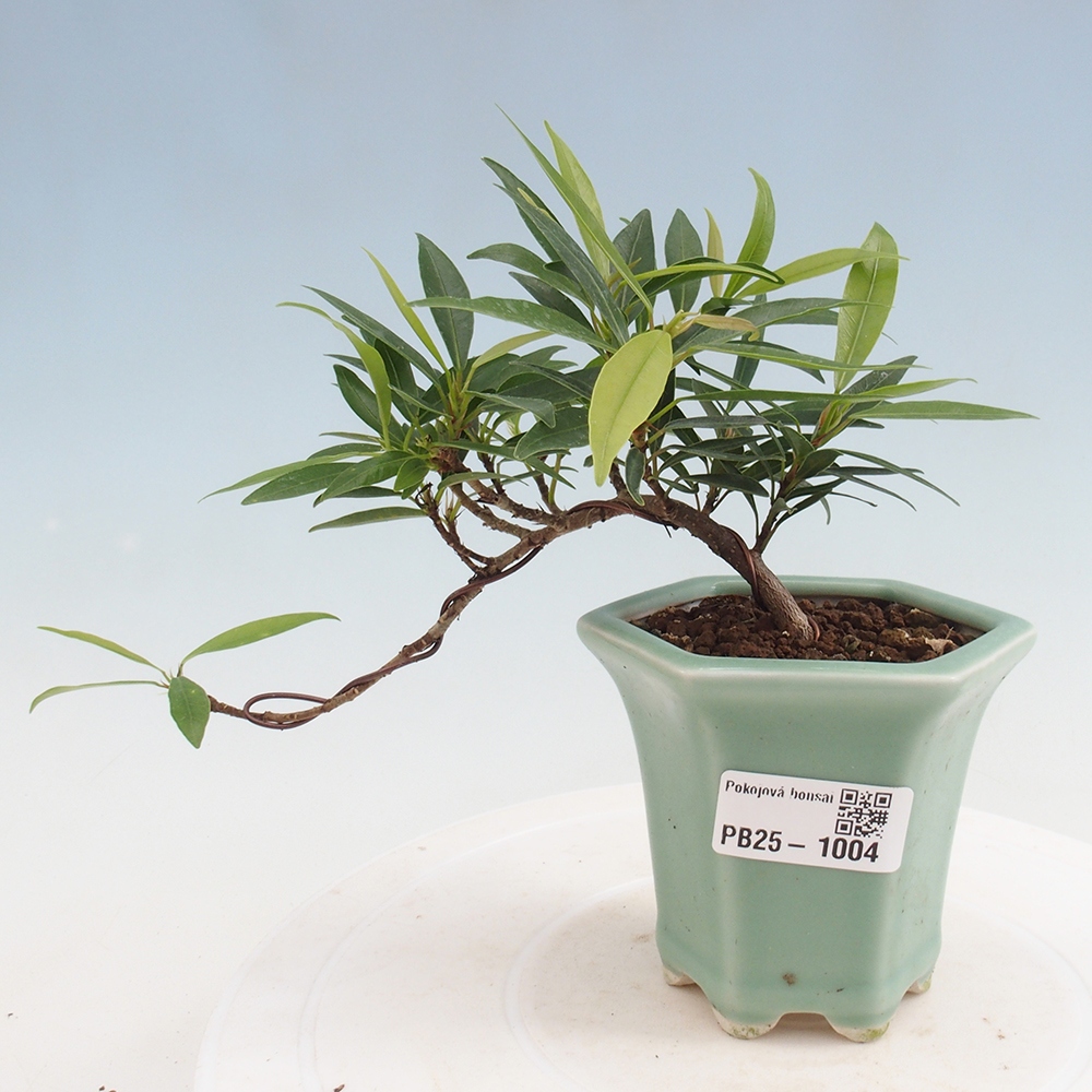 Izbová bonsai - Ficus nerifolia - malolistý fikus