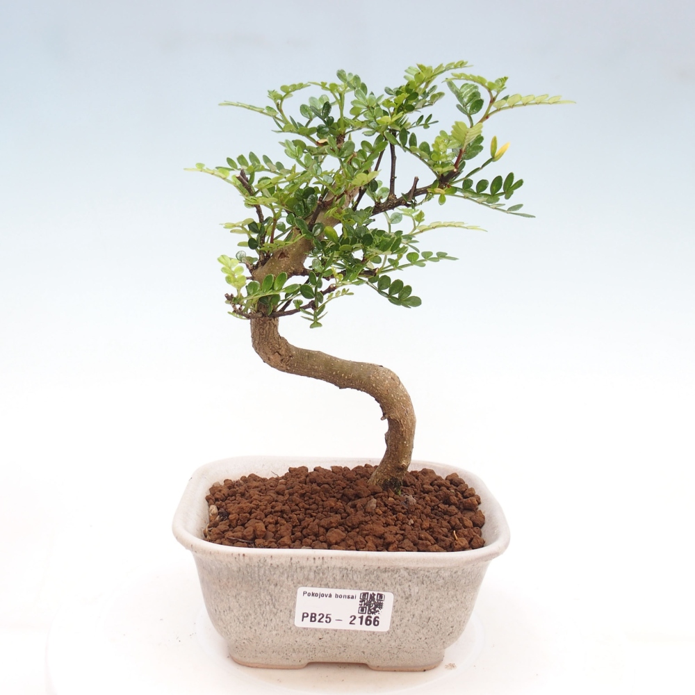 Izbová bonsai -Ligustrum chinensis - Vtáčí zob