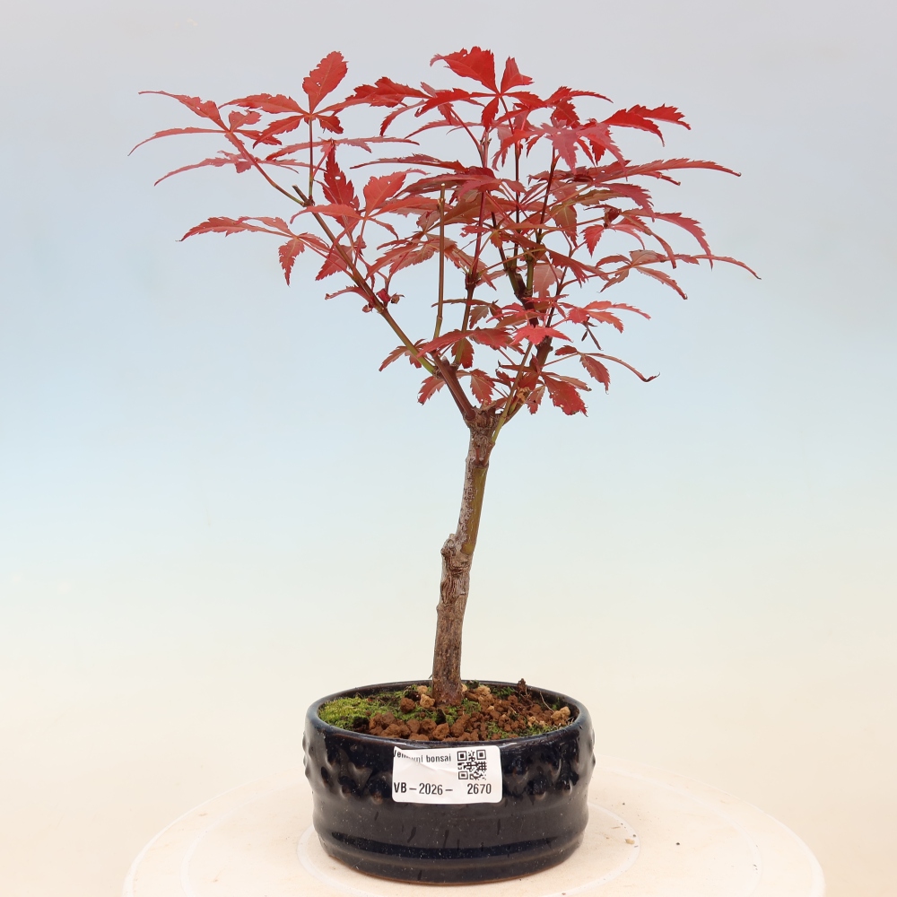 Vonkajšia bonsaj - palma Acer. Atropurpureum-Javor palmový