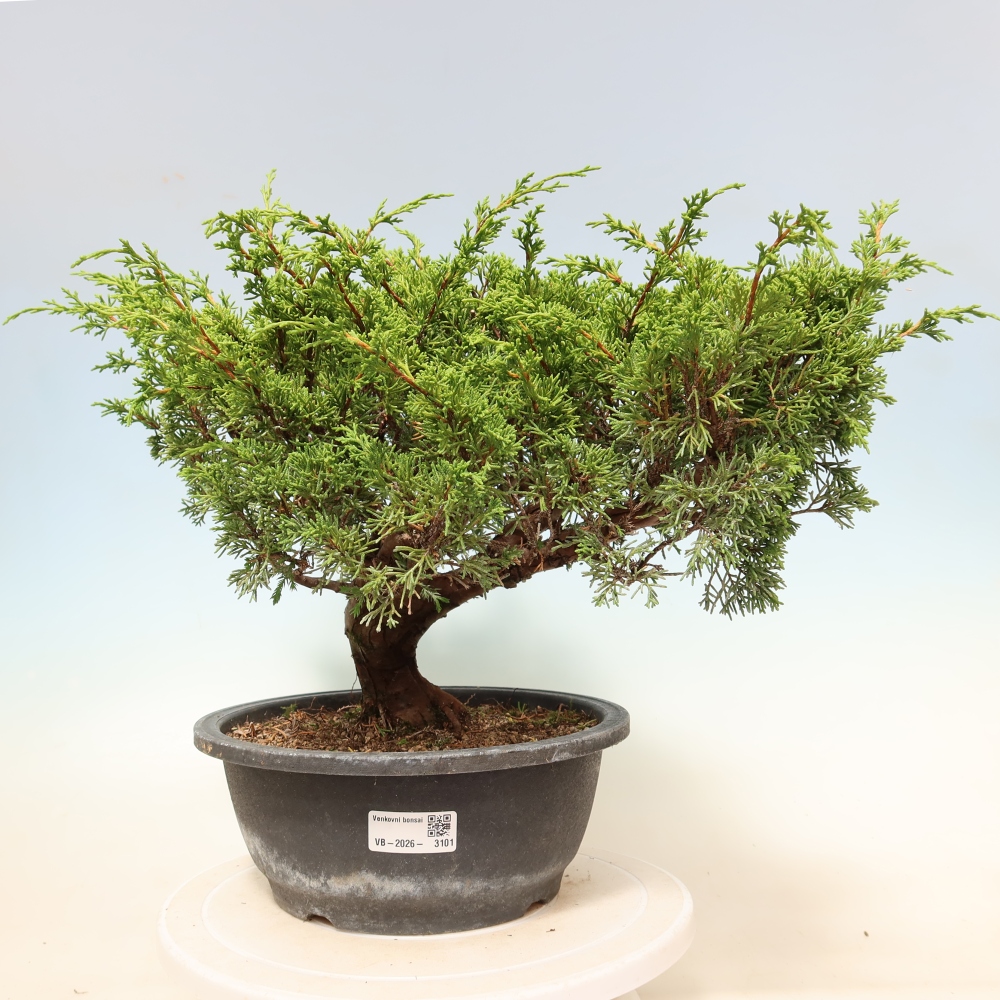 Vonkajší bonsai – Juniperus chinensis Itoigawa – čínsky jalovec