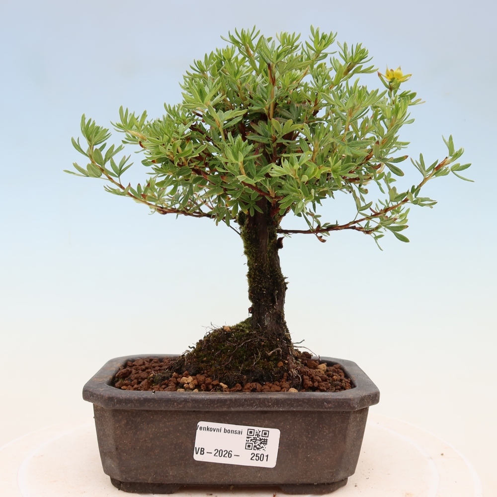 Vonkajšie bonsaje - Potentila fruticosa