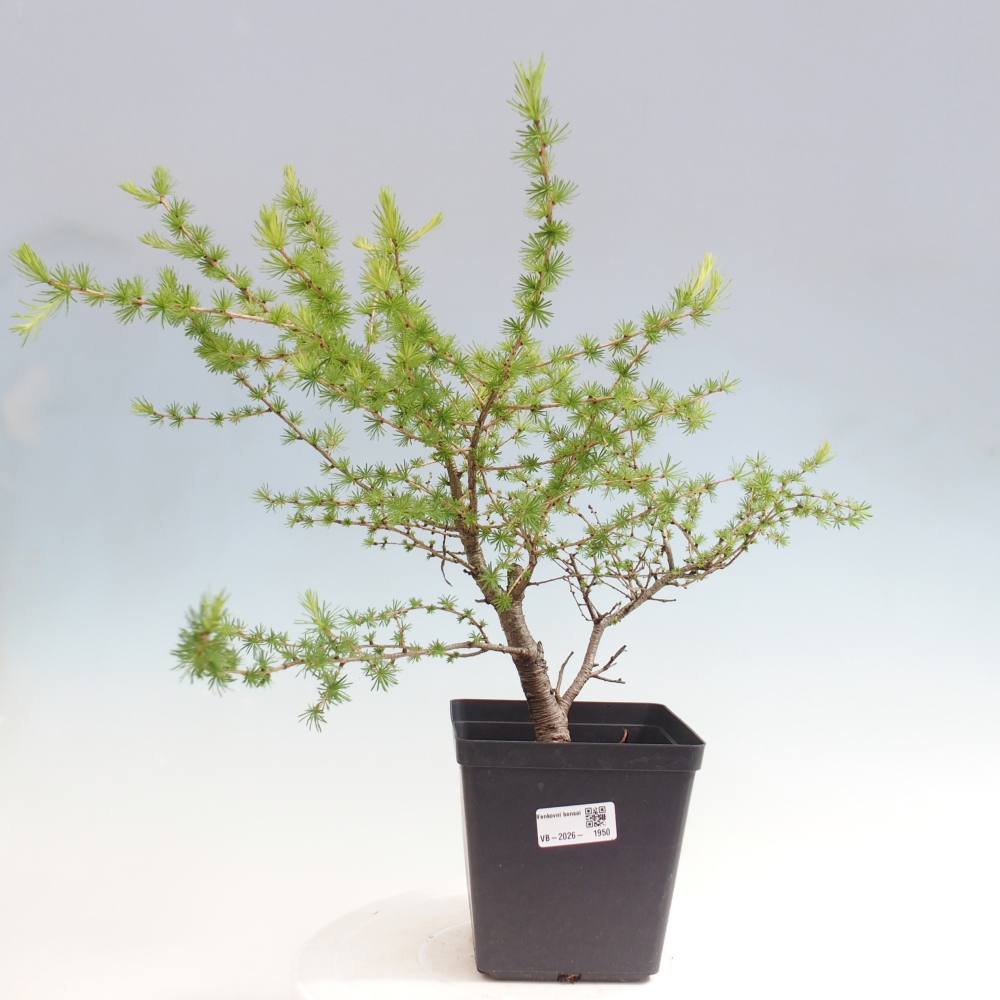 Vonkajšie bonsaje -Larix decidua - Smrekovec