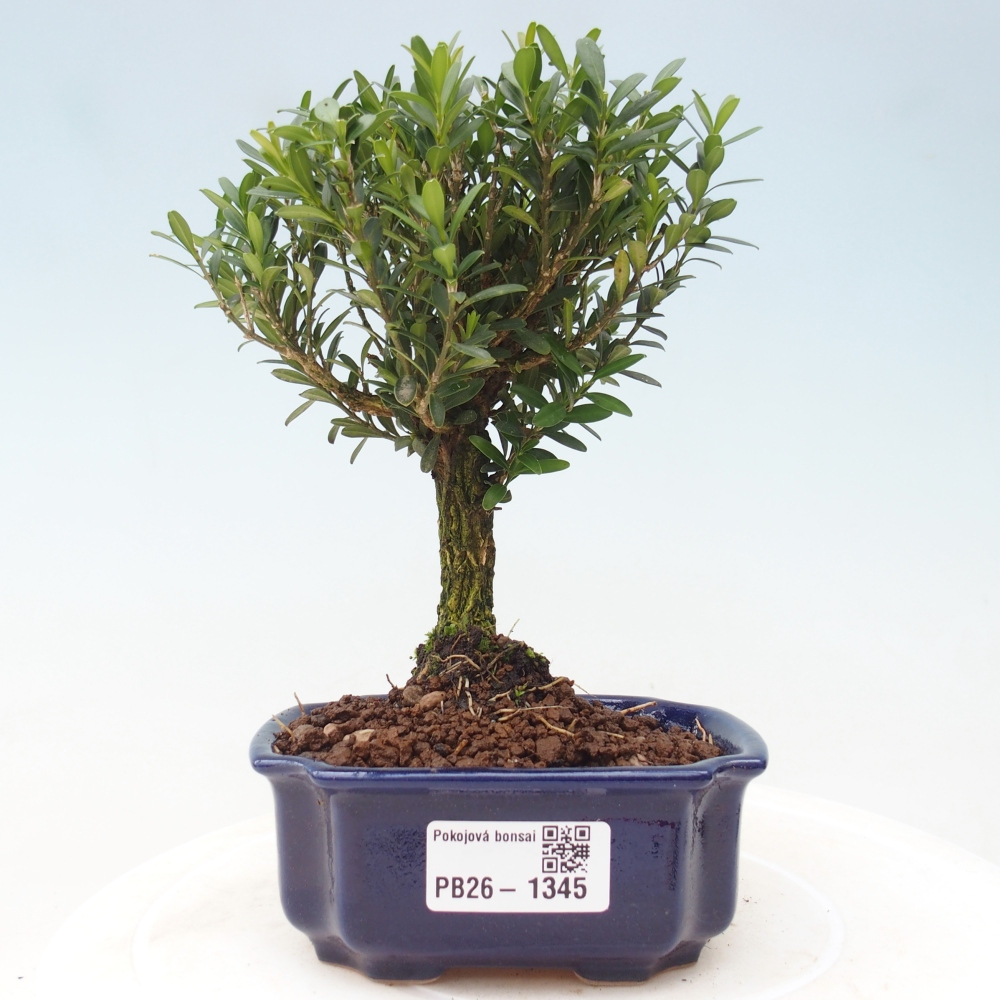 Izbové bonsaje - Buxus harlandii - korkový buxus