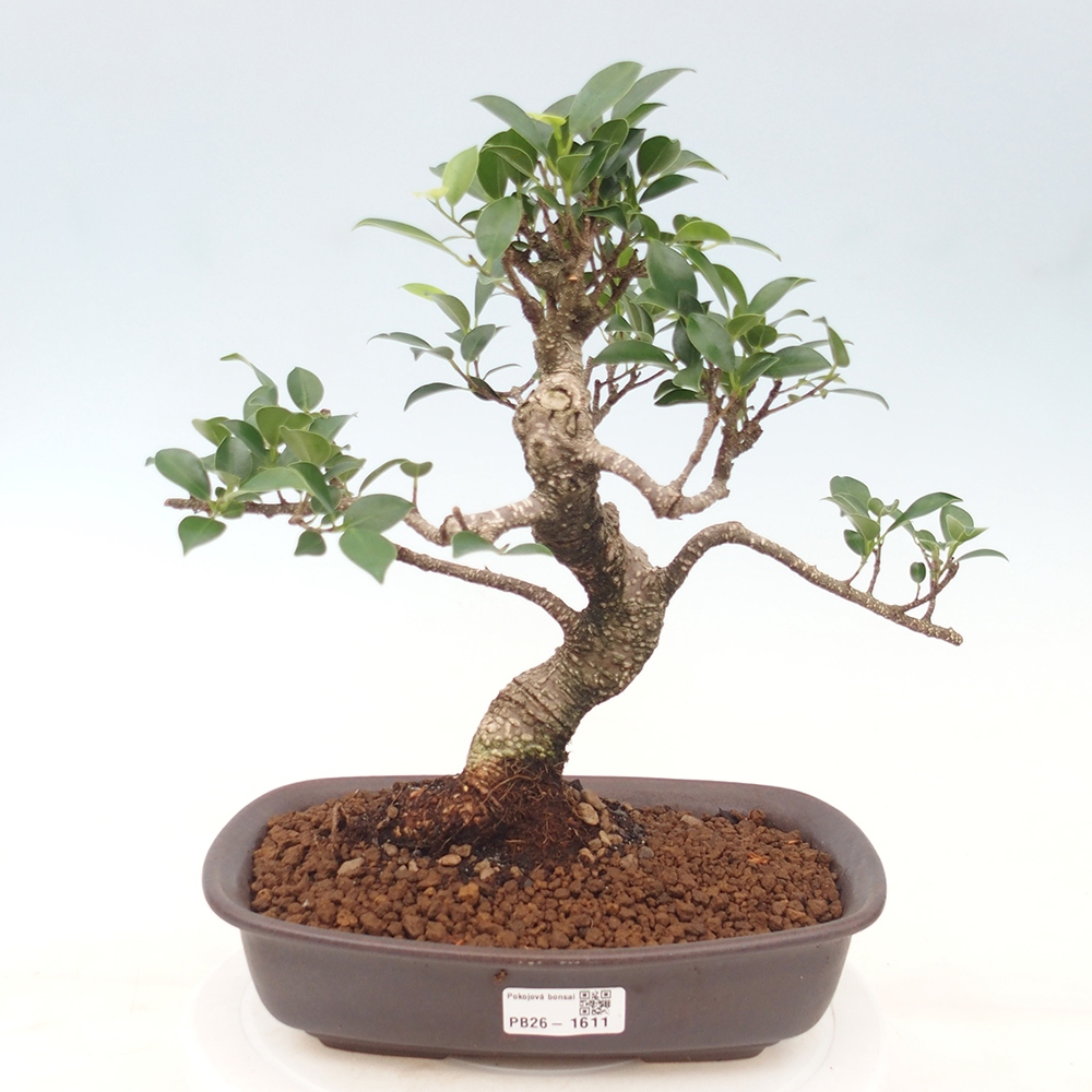 Izbové bonsaje - Ficus kimmen - drobnolistý fikus