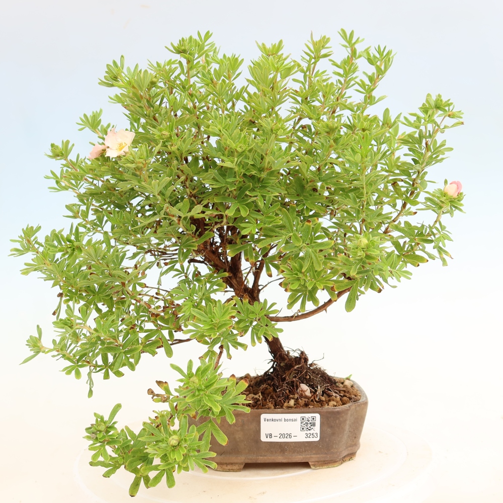 Vonkajší bonsai – Potentila fruticosa Bellissima