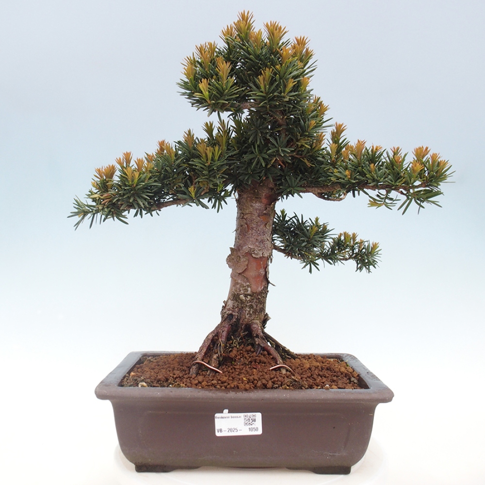Vonkajší bonsai - Taxus cuspidata - Tis japonský