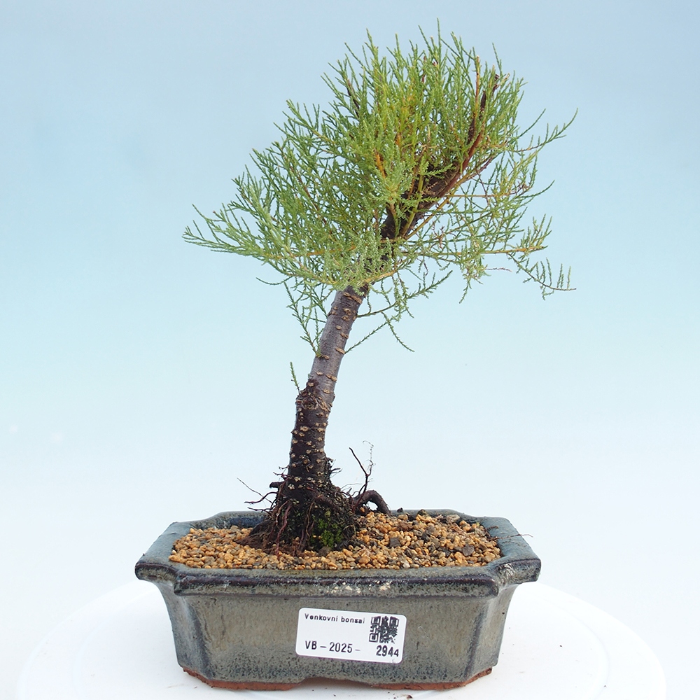 Vonkajší bonsai - Tamariška - Tamarix