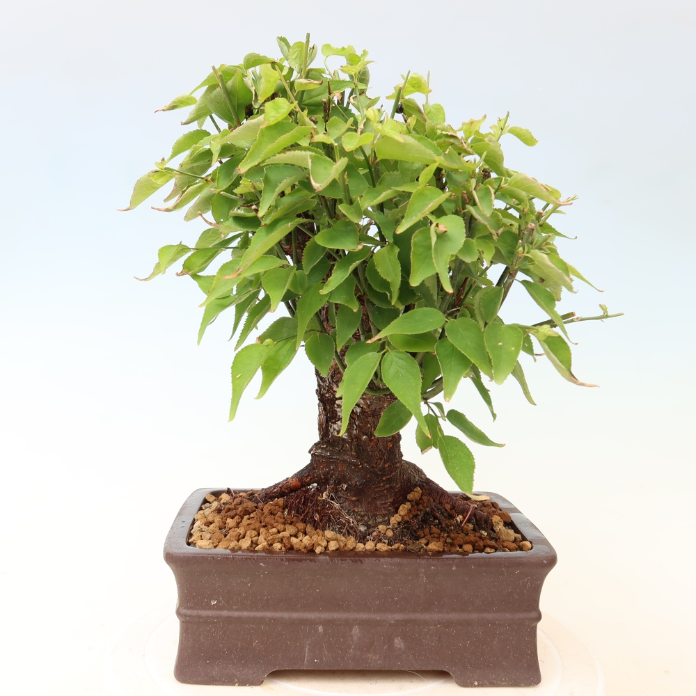 Vonkajšie bonsaje – Japonská marhuľa – Prunus Mume