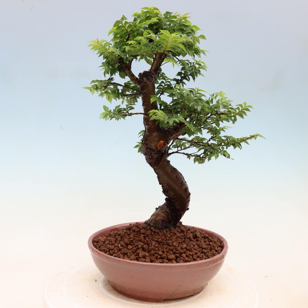 Vonkajší bonsai – Ulmus Jacqueline Hillier – javor krásny