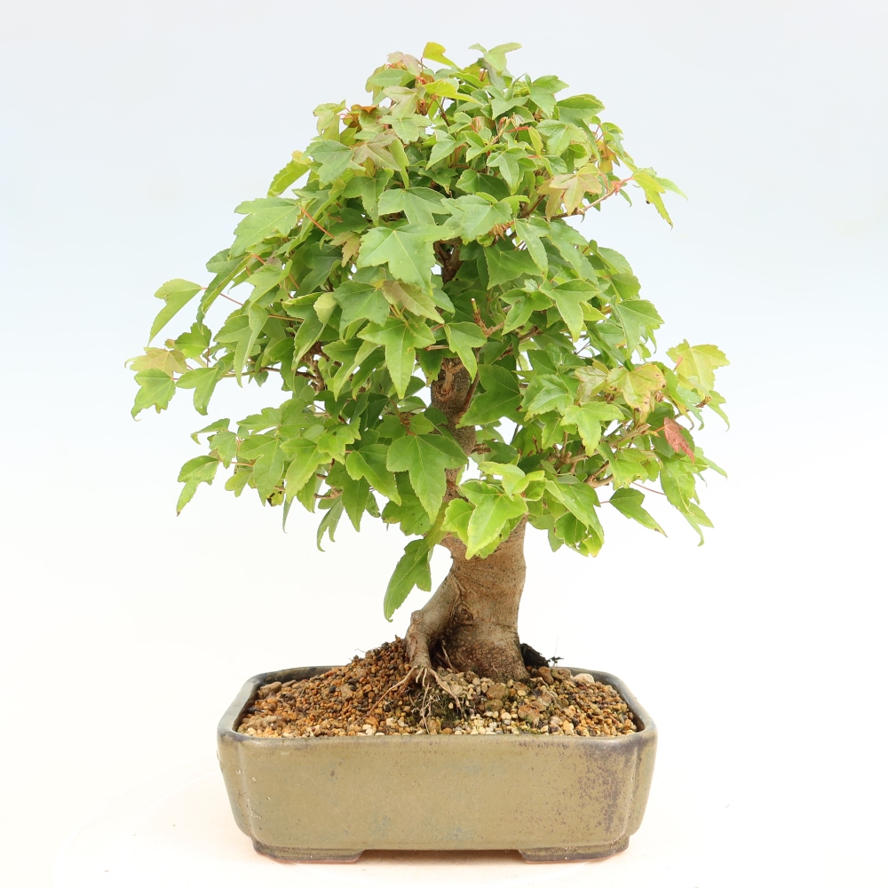 Vonkajšie bonsaje - Javor Burger - Acer Burgerianum
