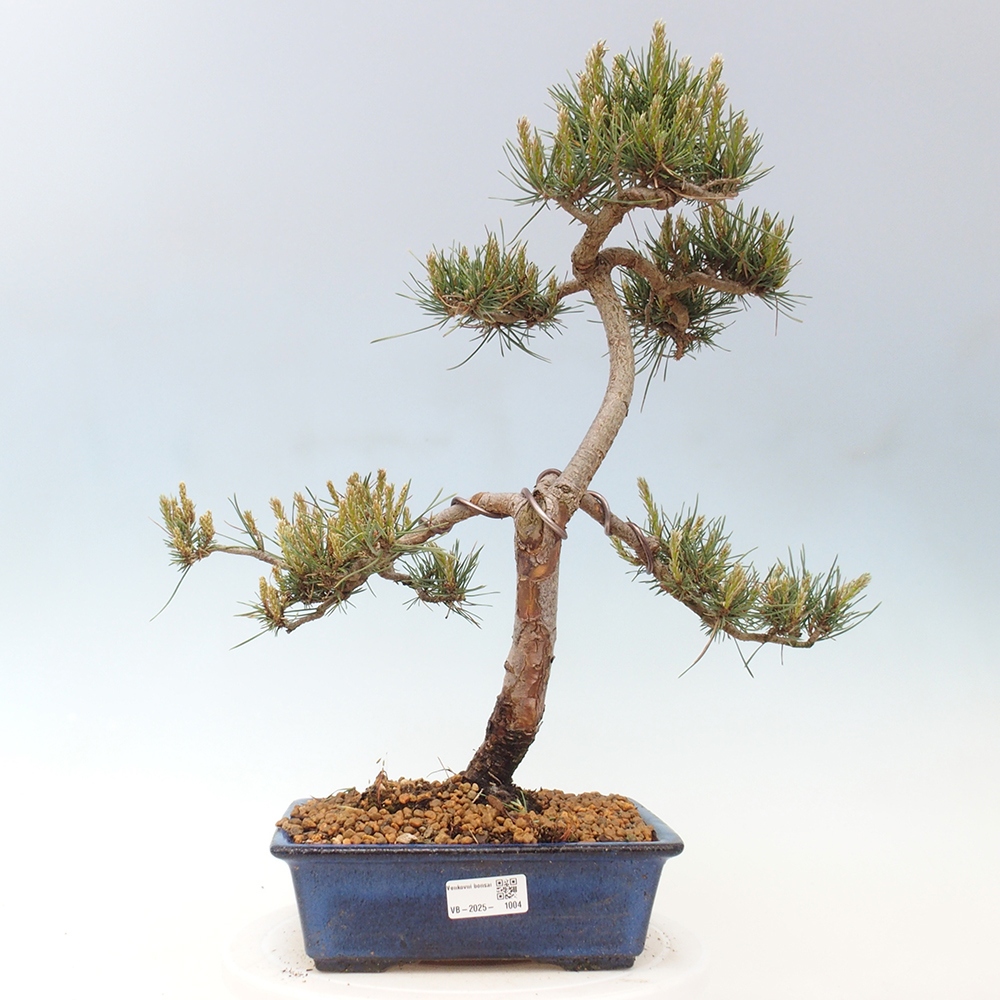Vonkajšie bonsai - Pinus Sylvestris - Borovica lesná