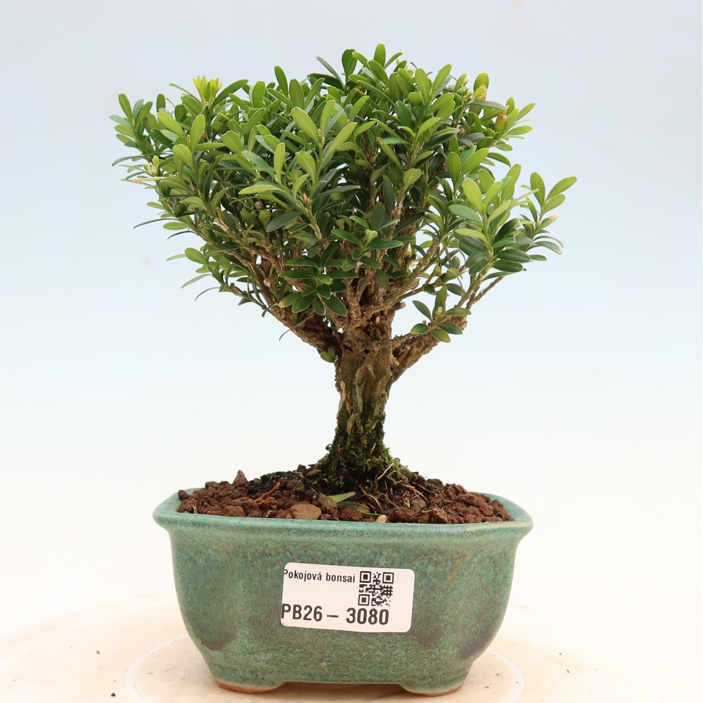 Izbové bonsaje - Buxus harlandii - korkový buxus