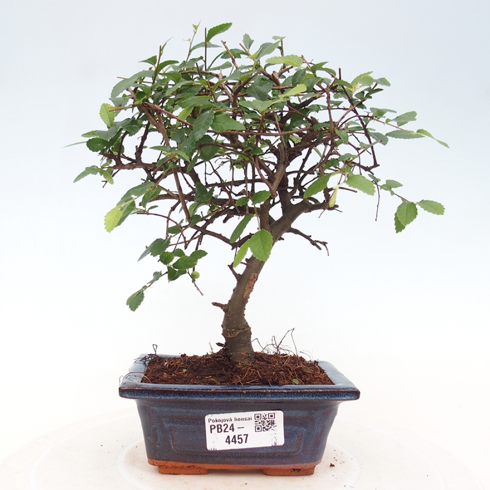 Izbová bonsai - Ulmus parvifolia - Malolistý brest