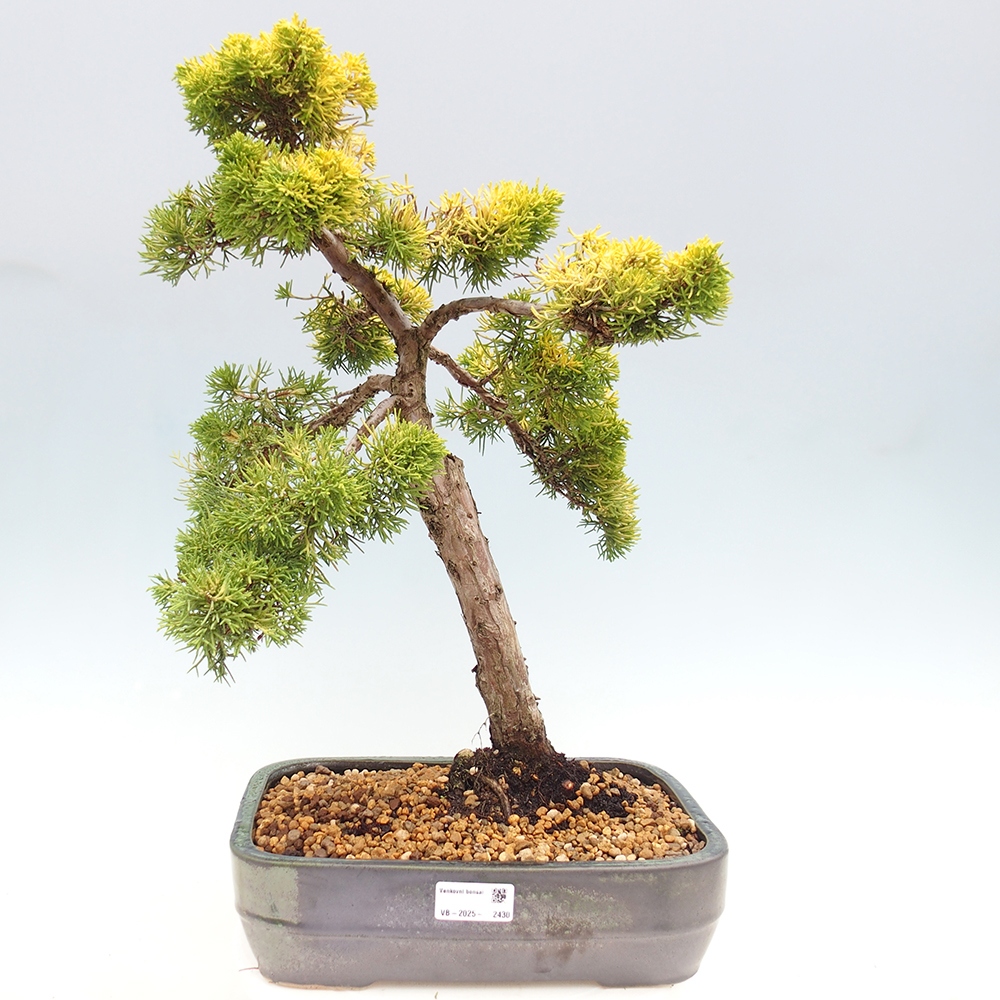 Vonkajší bonsai - Juniperus chinensis plumosa aurea - Borievka čínska zlatá