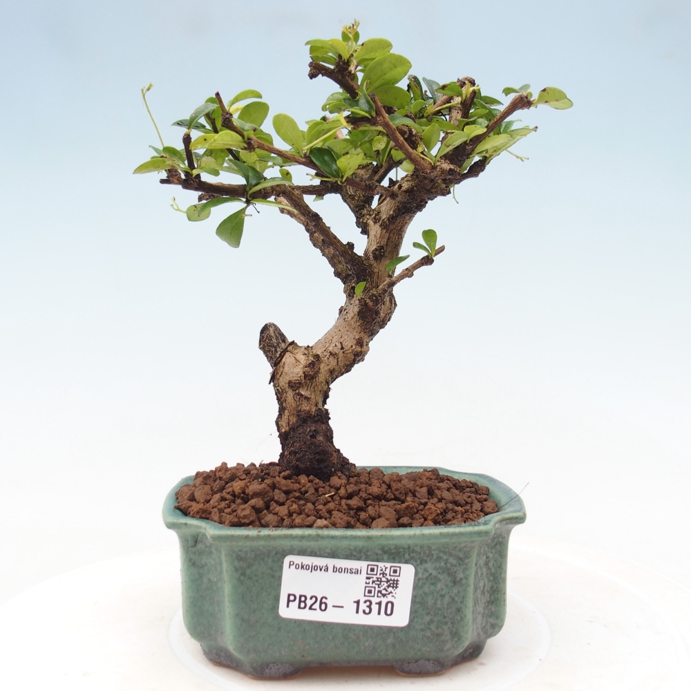Izbové bonsaje - Carmona macrophylla - Tea fuki