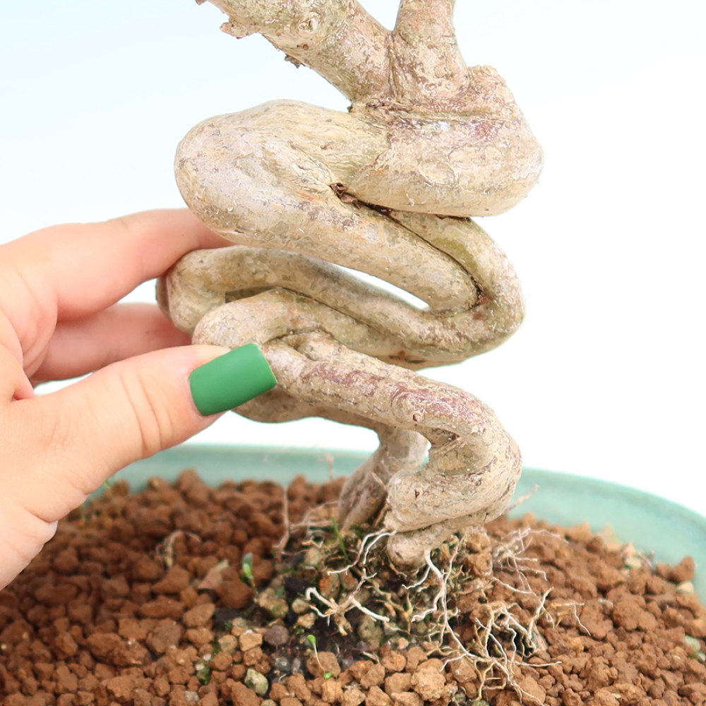 Izba bonsai – Lagerstroemia indica – indický orgován