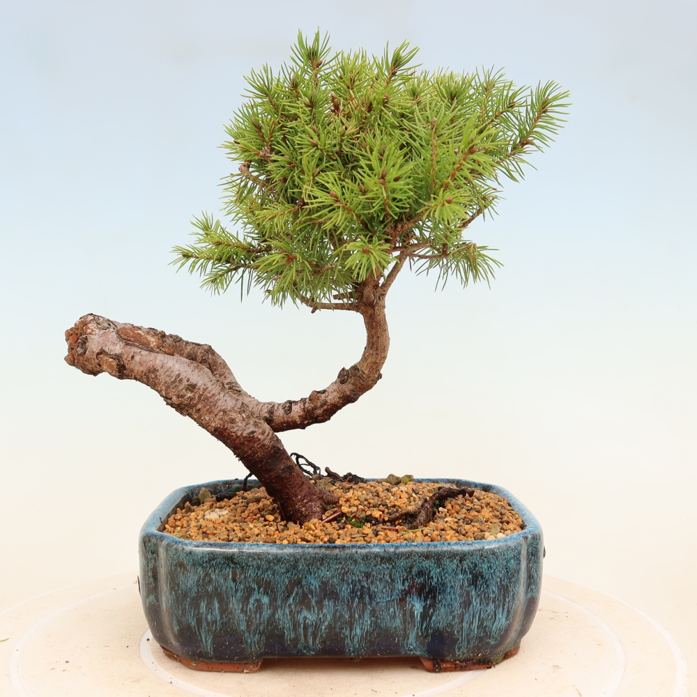 Vonkajší bonsai – Smrek sivý – Picea glauca globe