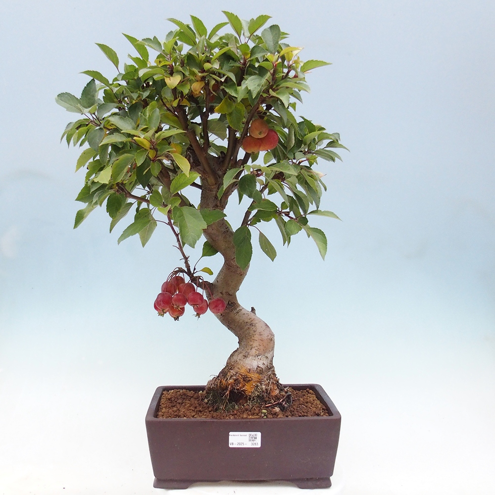 Vonkajší bonsai -Malus halliana - Maloplodá jabloň