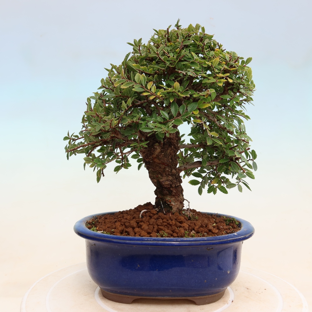Vonkajšie bonsaje - Zelkova - Zelkova NIRE